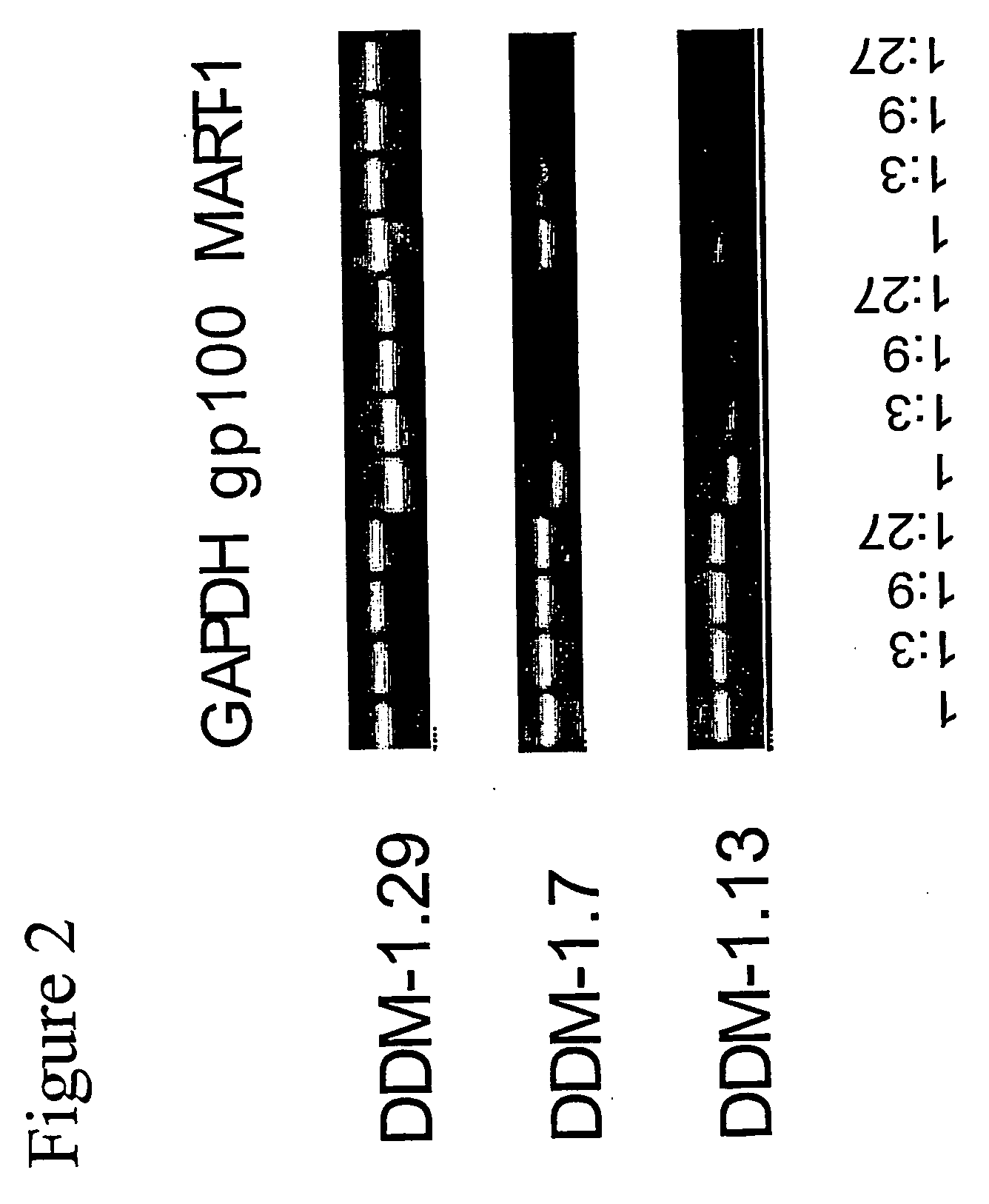 Pharmaceutical composition for inducing an immune response in a human or animal