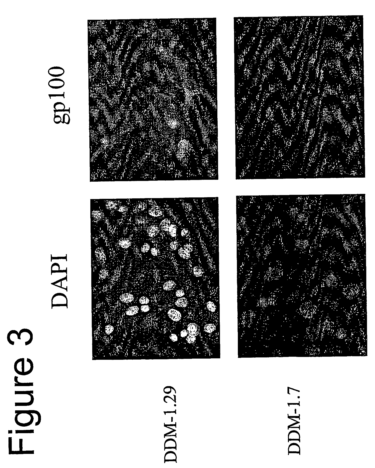 Pharmaceutical composition for inducing an immune response in a human or animal