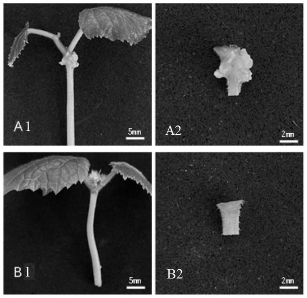 Construction method and application of transgenic plant with interaction of cucumber root system and meloidogyne incognita