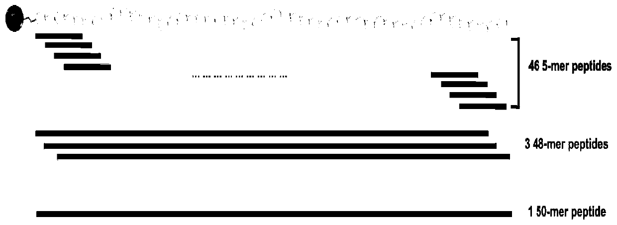 Peptide library construction method and related vectors