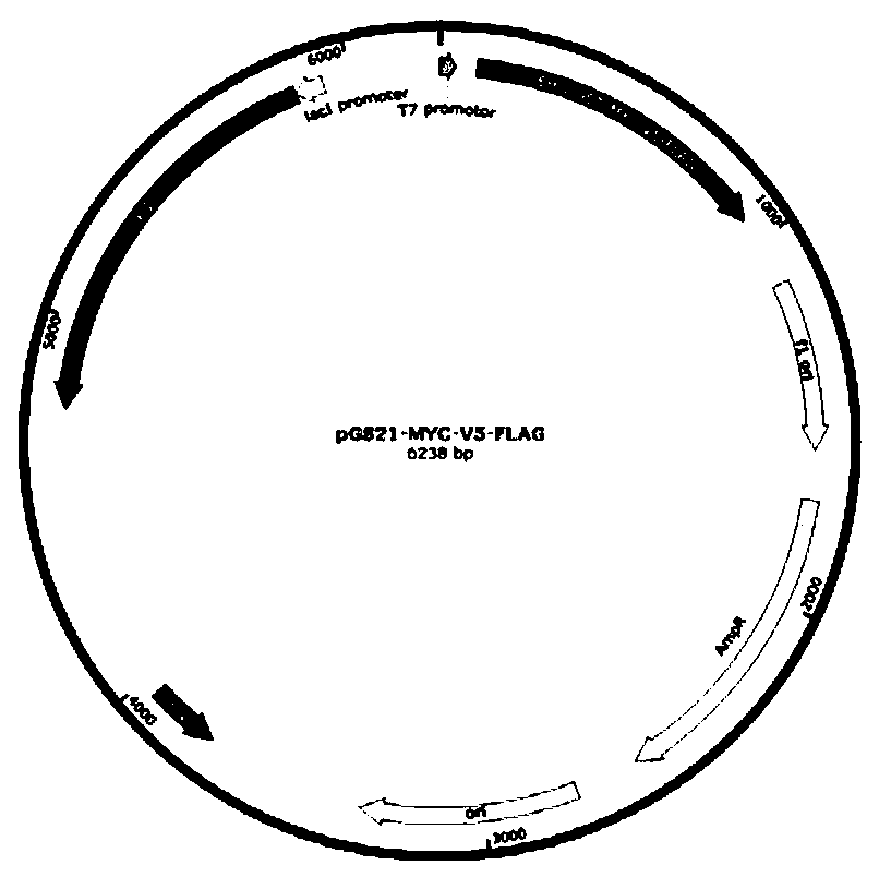 Peptide library construction method and related vectors