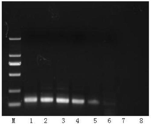 RPA (recombinase polymerase amplification) method for diagnosis and pathogen detection of blood flesh disease of watermelons