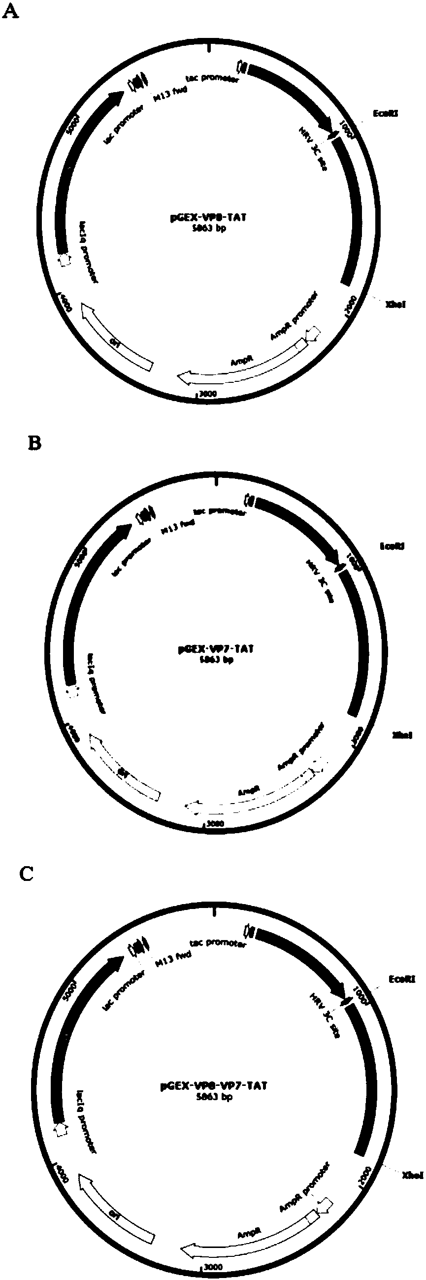 Porcine rotavirus (PRV) VP fusion protein reconstruction body as well as preparation method and application thereof