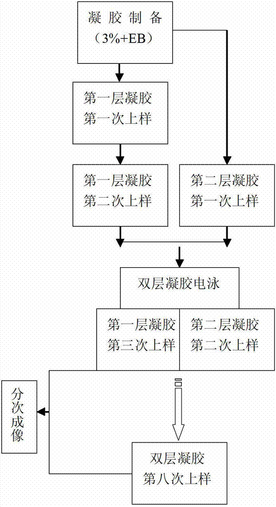 Agarose gel electrophoresis method for detecting microsatellite DNA by using multiple sample application and double-layer electrophoresis