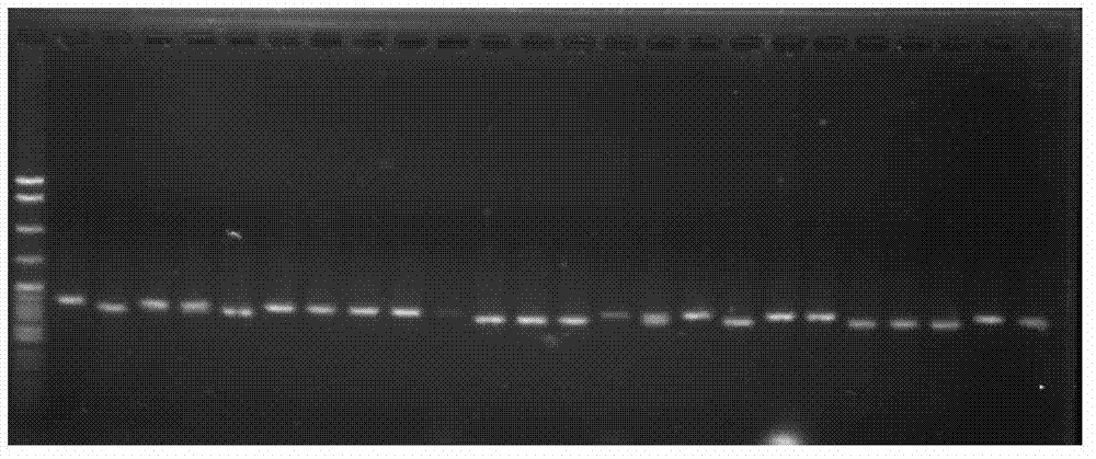 Agarose gel electrophoresis method for detecting microsatellite DNA by using multiple sample application and double-layer electrophoresis