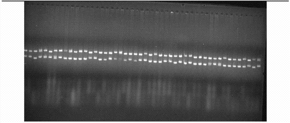 Agarose gel electrophoresis method for detecting microsatellite DNA by using multiple sample application and double-layer electrophoresis