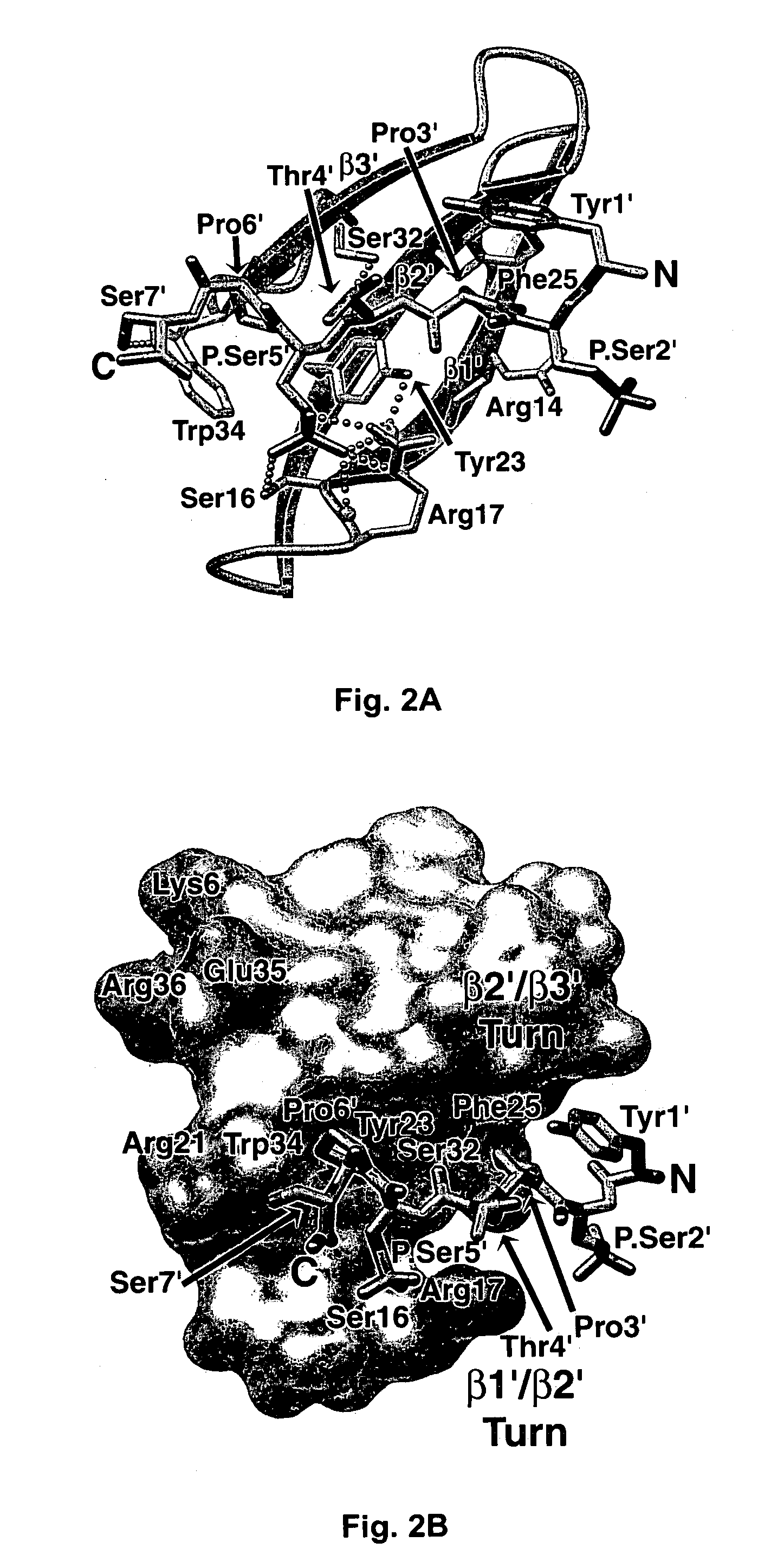 Crystal structure of WW domains and methods of use thereof