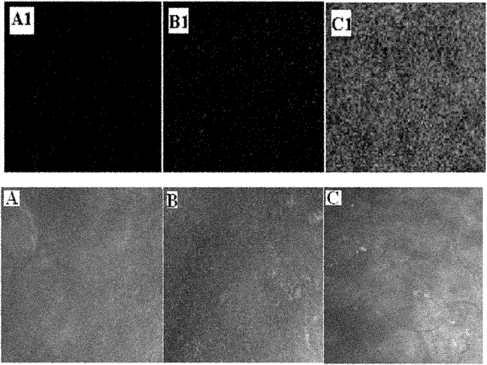 Fluorescent quantum dot marked chitosan DNA nano composite vector and preparation and application thereof