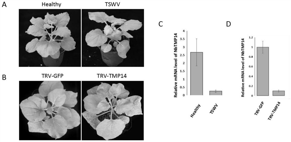 Nicotiana benthamiana tmp14 protein and its application in anti-plant virus