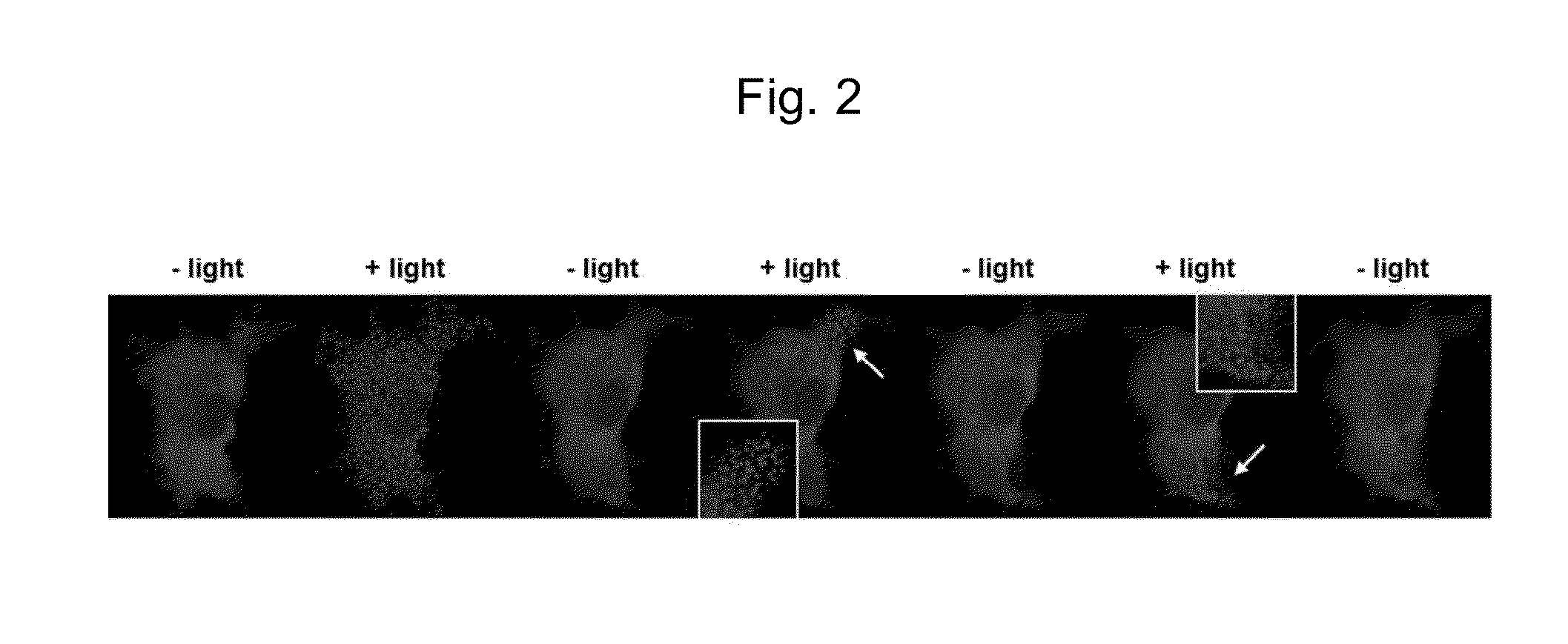 Method for forming a reversible protein nanocluster using light in a cell