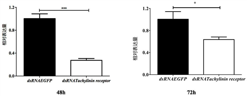 Hyphantria cunea tachykinin receptor gene, dsRNA and application in preventing and treating hyphantria cunea