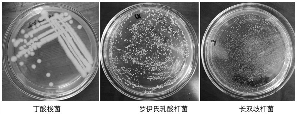 Compound probiotic preparation for preventing and treating piglet diarrhea and preparation method and application