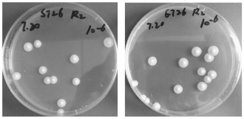 Space mutation saccharomyces cerevisiae ST26-4 and application thereof in brewing beer