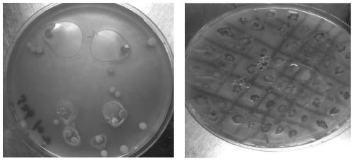 Space mutation saccharomyces cerevisiae ST26-4 and application thereof in brewing beer
