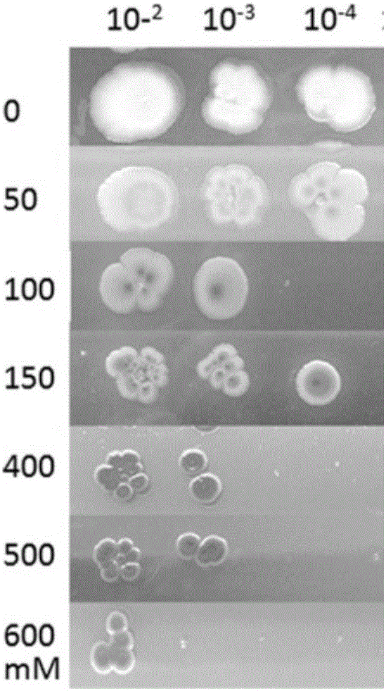 Method for biosynthesis of nano-selenium by virtue of bacillus licheniformis and application of nano-selenium