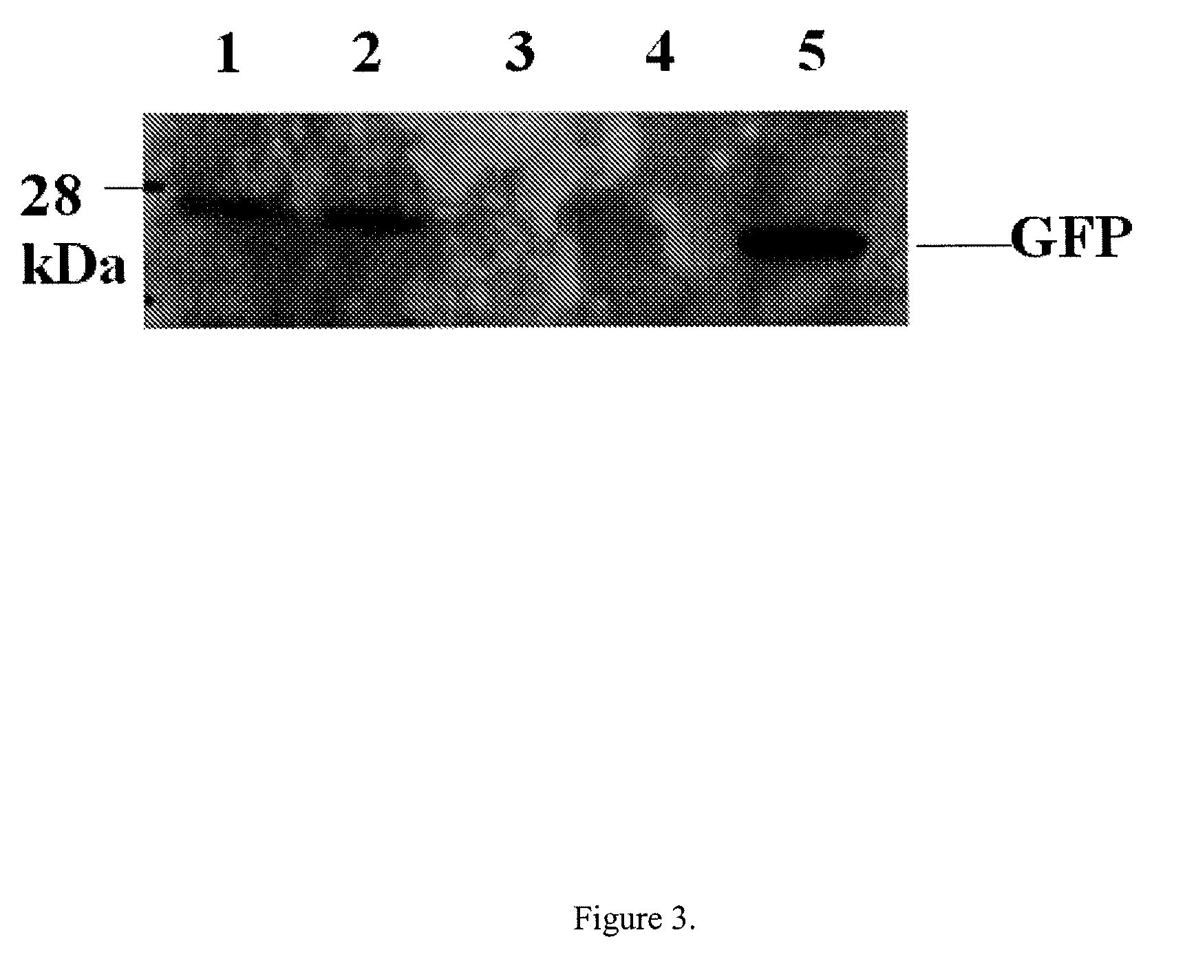 Methods to increase transgene expression from bacterial-based delivery systems by co-expressing suppressors of the eukaryotic type I interferon response