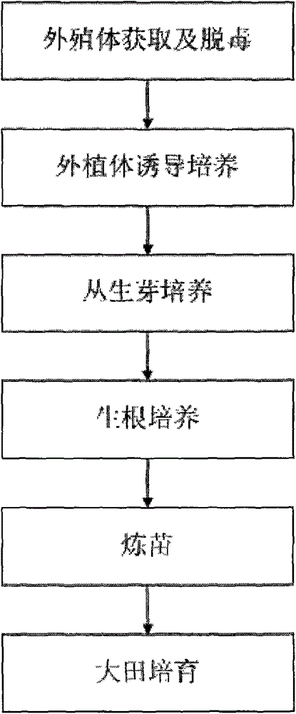 A method for rapid breeding of big cherry Gisela