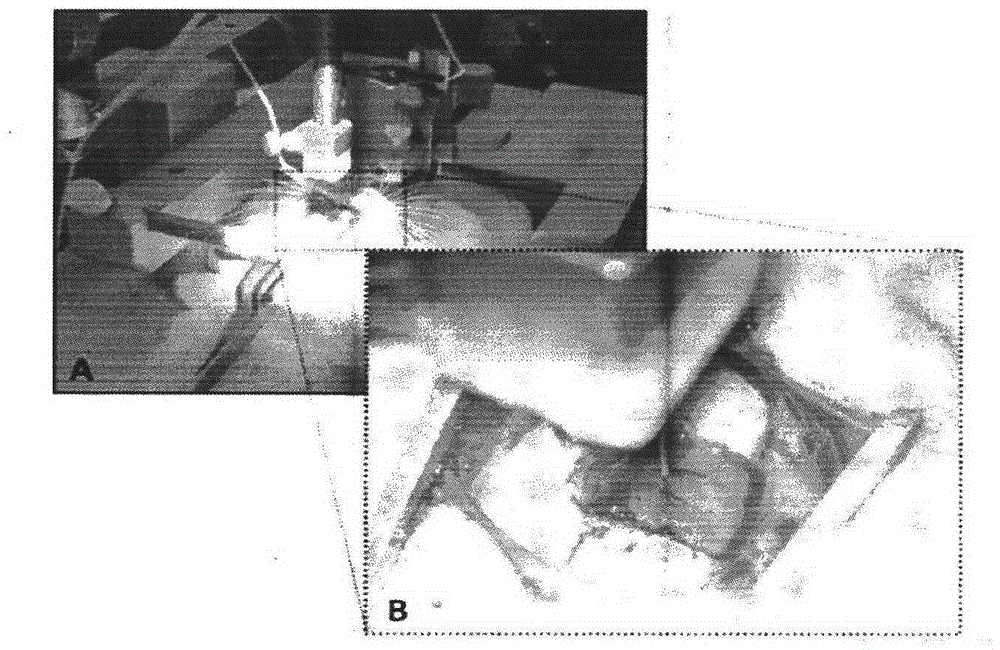 Electrical stimulation method for observing rat craniotomy motor cortex with adjustable waveform and amplitude