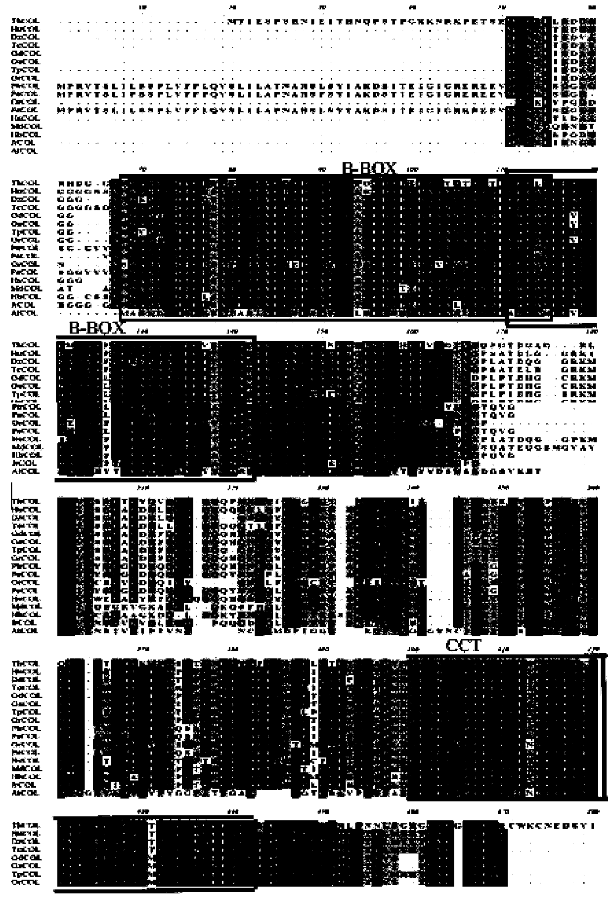 Tamarix hispida COL (Constans-like) transcription factor encoding gene and application thereof