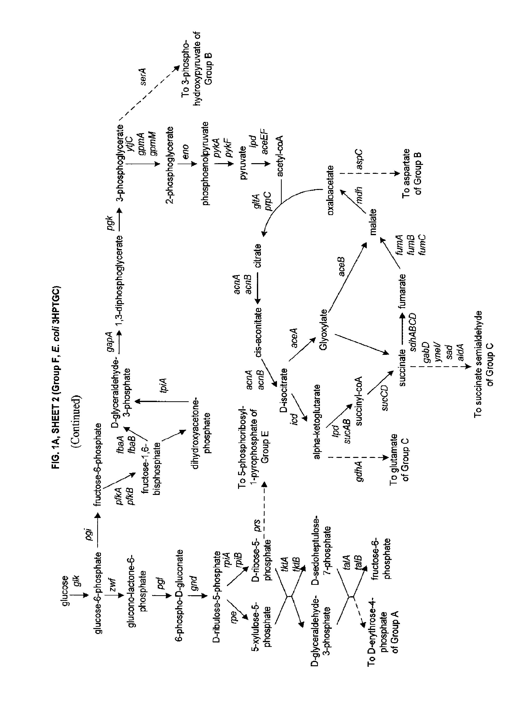 Methods, systems, and compositions for increased microorganism tolerance to and production of 3-hydroxypropionic acid (3-hp)