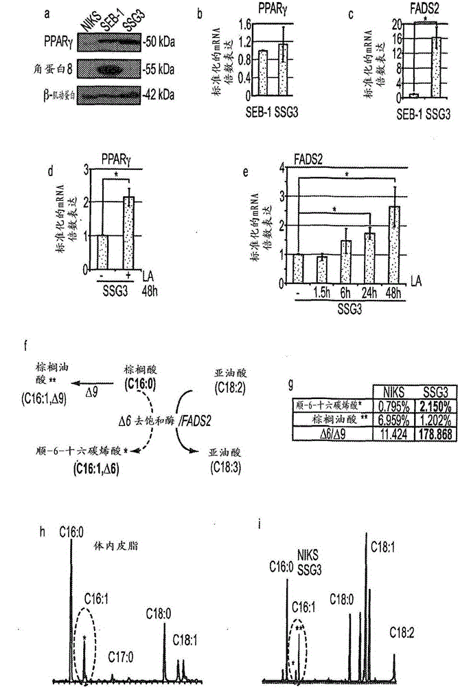 Sebocyte cell culturing and methods of use