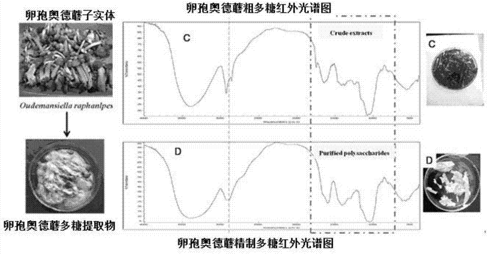 Application of Ovularia raphanipes extract in preparation of preparations used for treating and/or preventing diseases related to alteration of intestinal florae