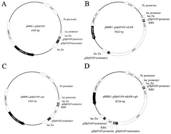 Recombinant gluconobacter oxydans engineering bacterium and use thereof in synthesis of miglitol intermediate
