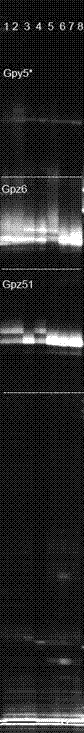 Triplex PCR system detecting method of panda microsatellite site