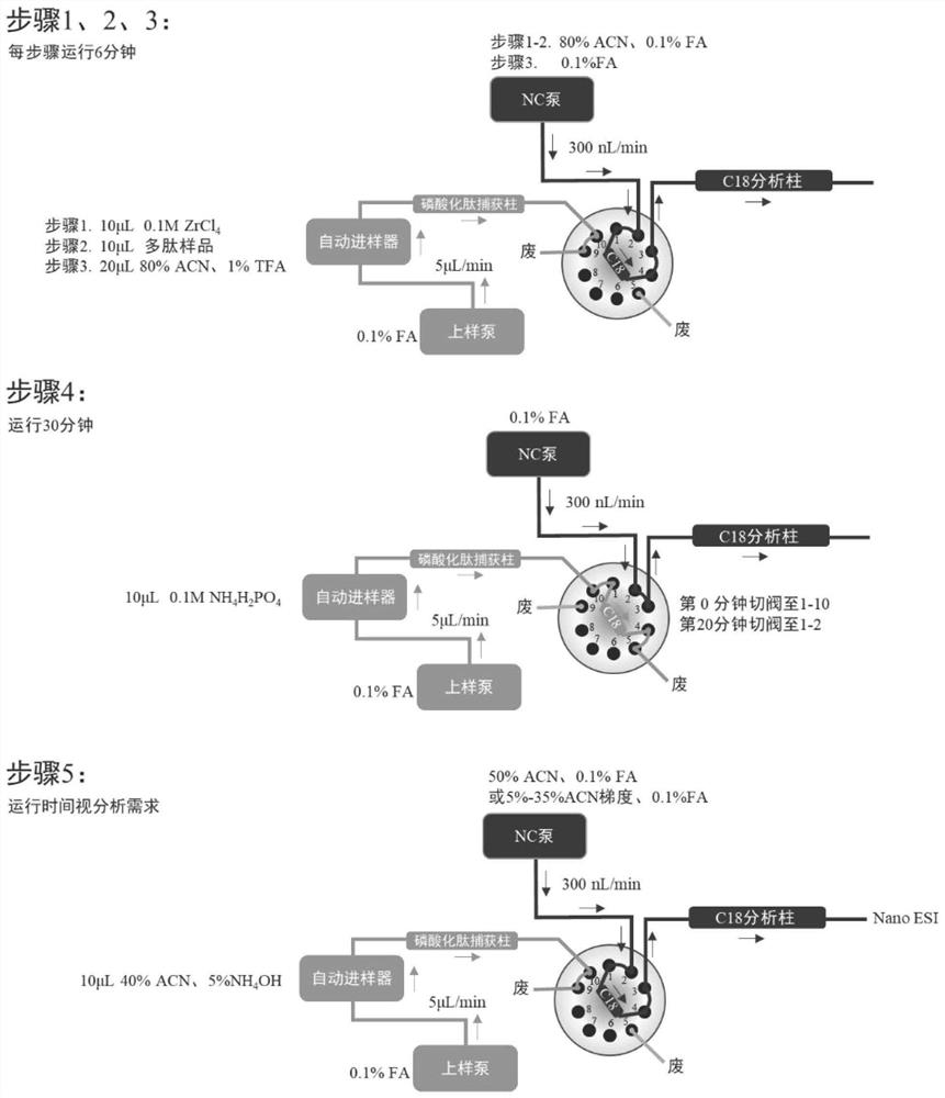 Online automatic analysis device and analysis method for phosphorylated proteomics