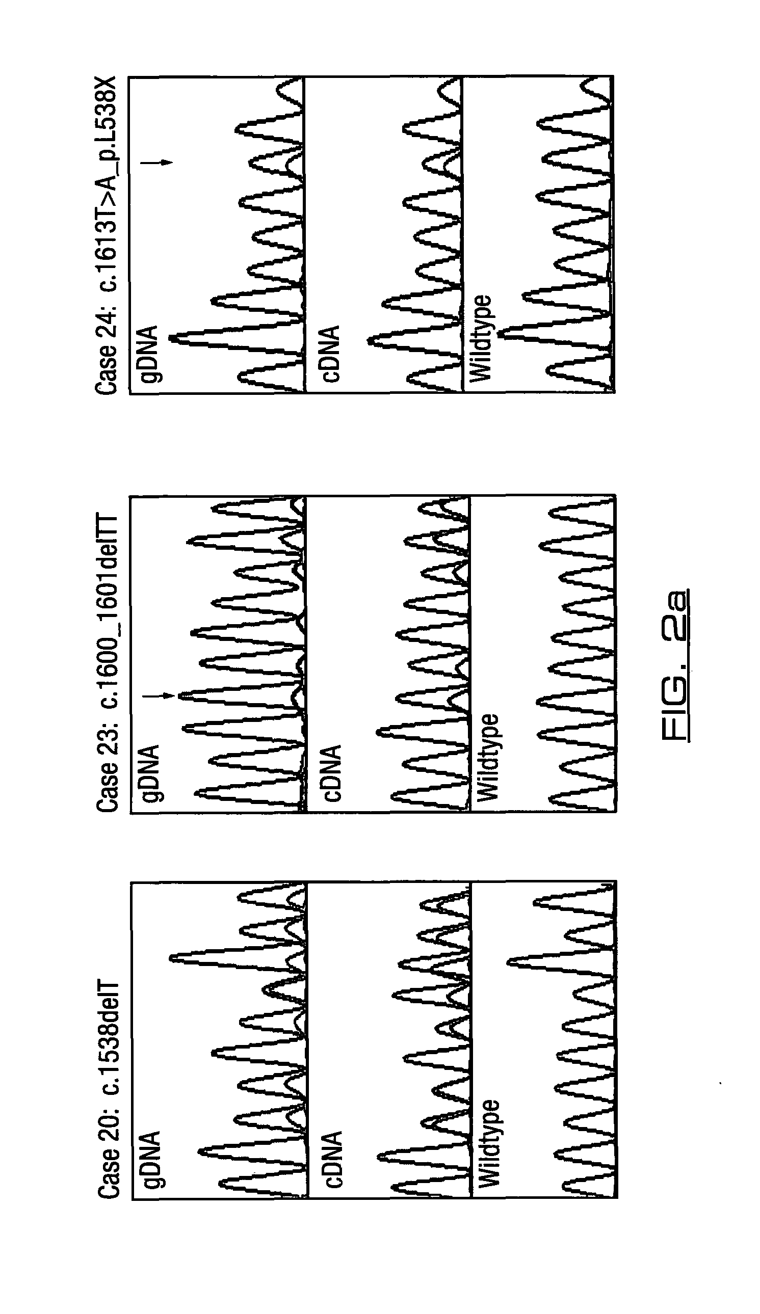 Materials and methods for determining susceptibility or predisposition to cancer