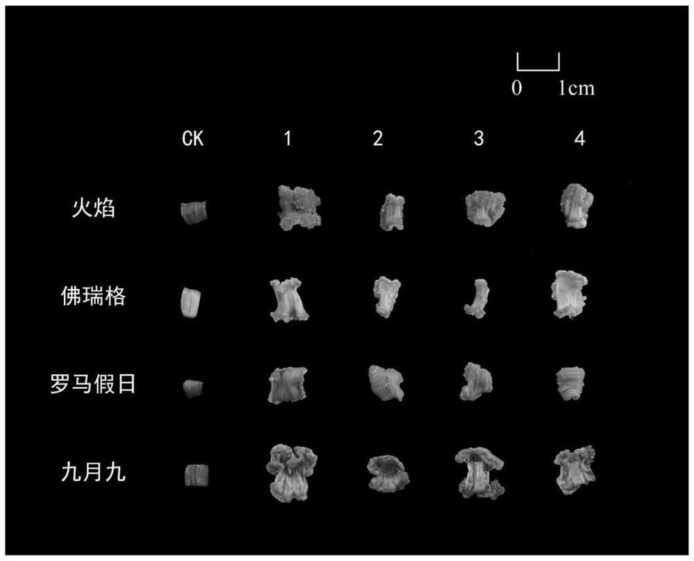 Culture medium for chrysanthemum morifolium petal callus induction and application