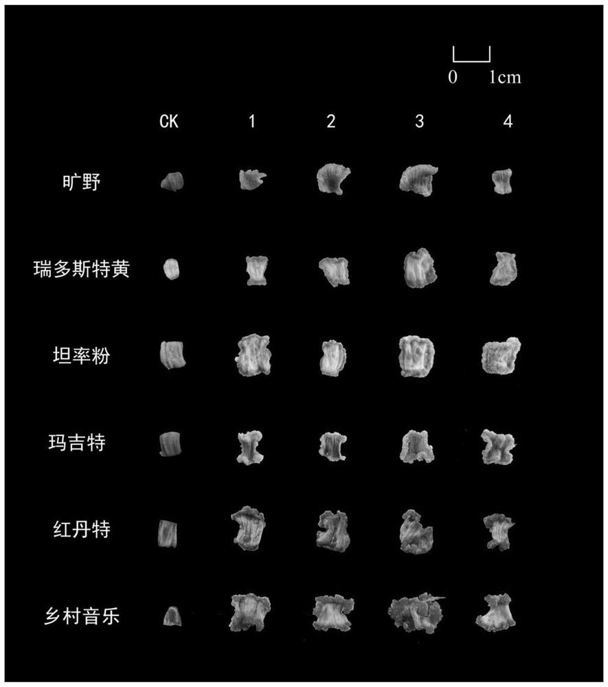 Culture medium for chrysanthemum morifolium petal callus induction and application