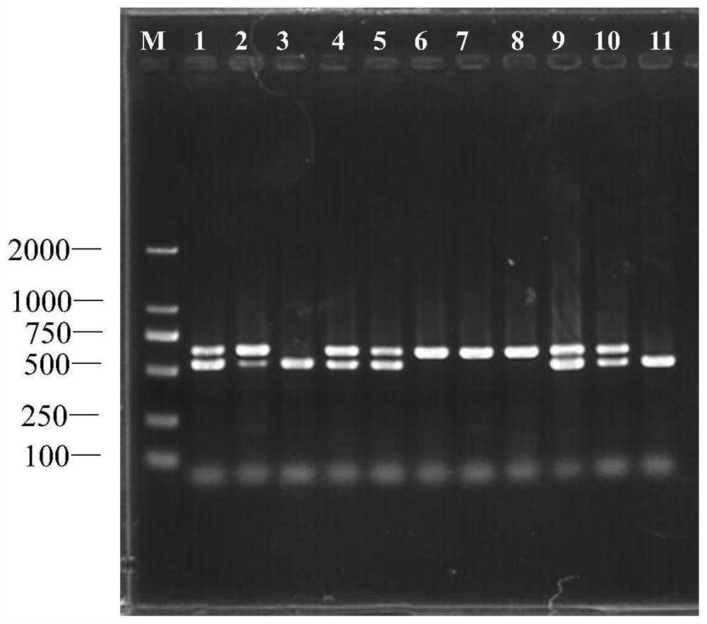 A kind of smut haploid strain um02 and its application