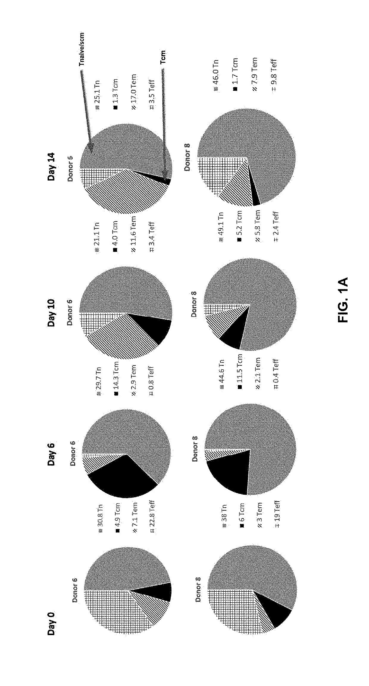 Methods for manufacturing t cells