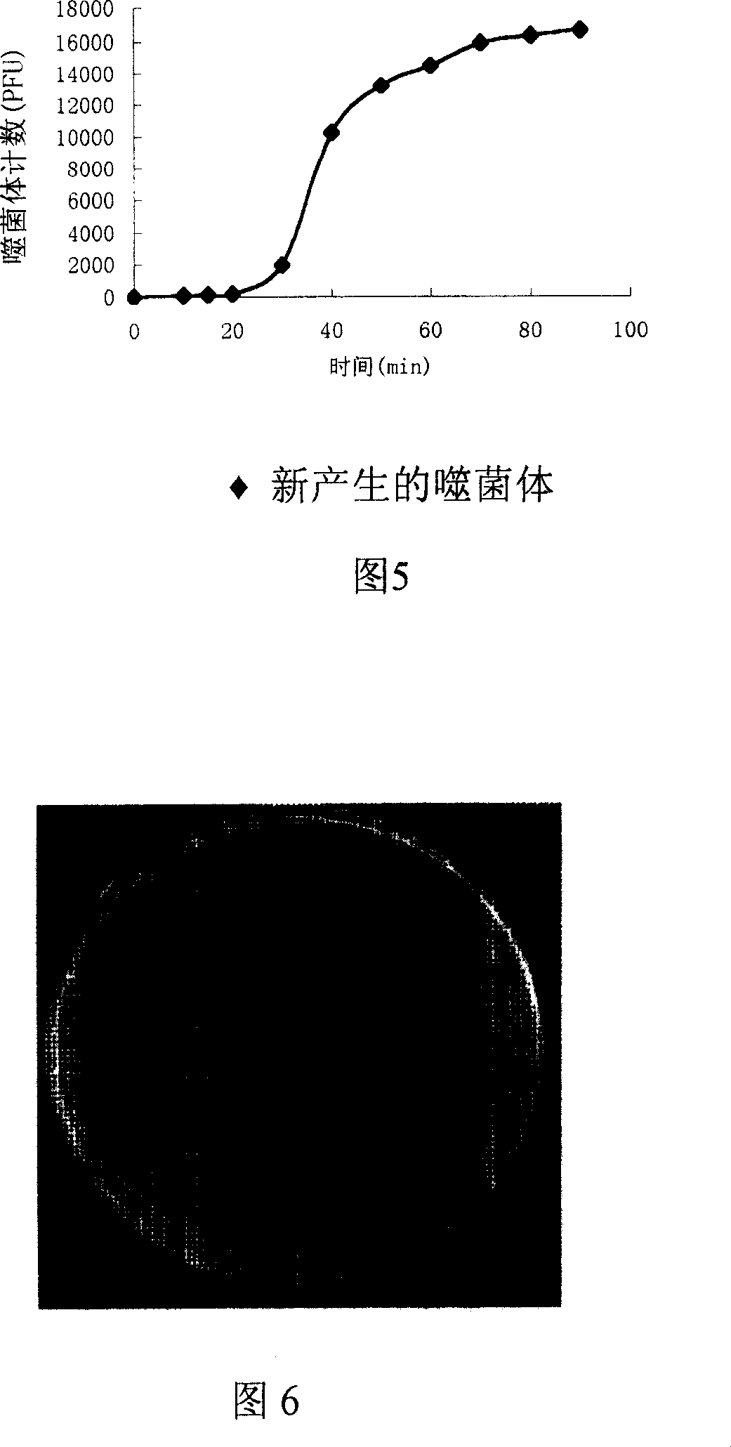 An imine-resistant bacillus pyocyaneus bacteriophage and its use for treating infection therefrom