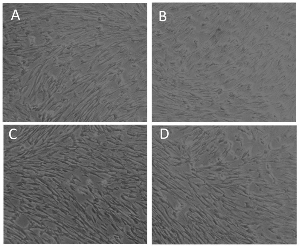 Active antibacterial dressing based on bamboo fungus embryo proper extract