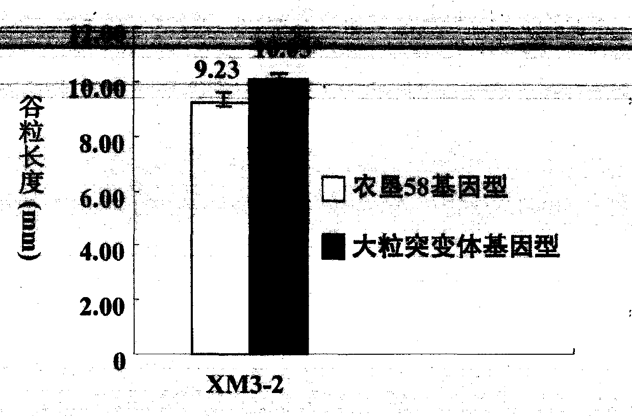 New space-mutated rice grain length gene qGS3a and molecular marker method thereof