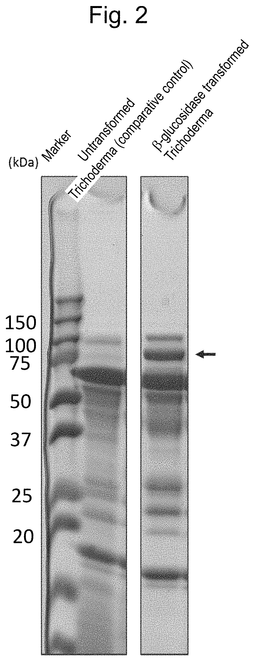 Beta-glucosidase, enzyme composition including same, and method for manufacturing sugar solution using same