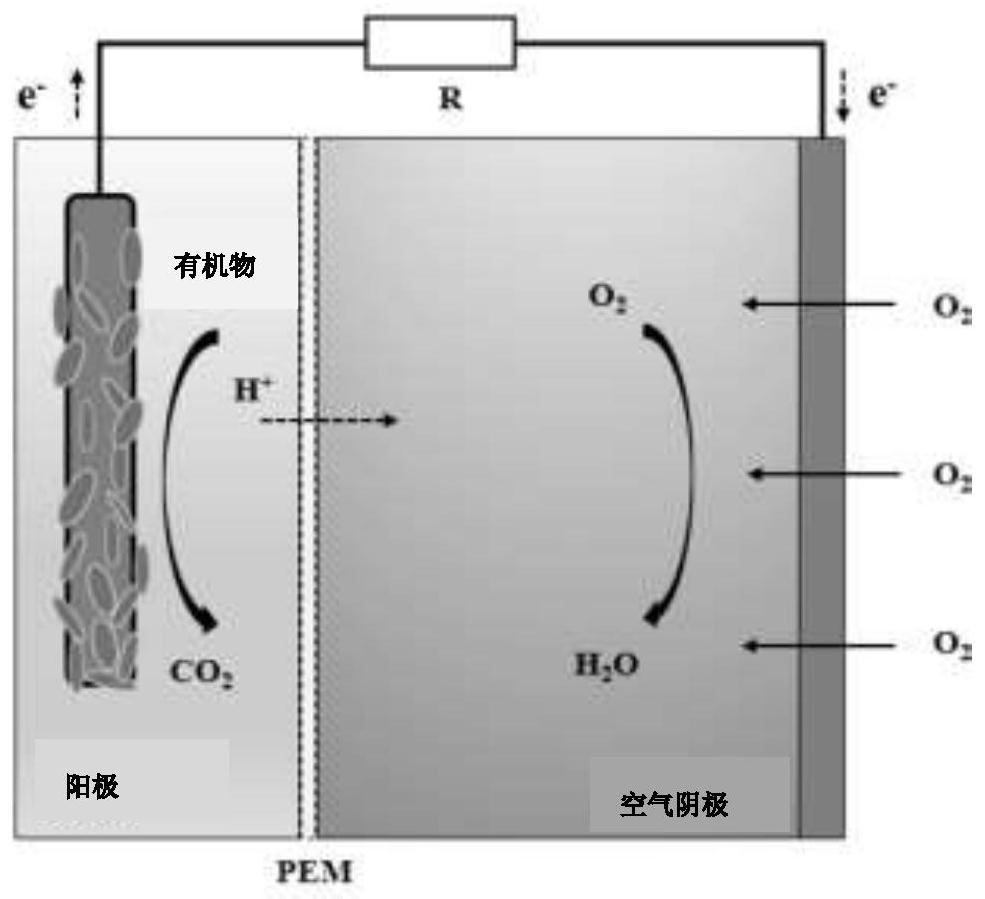A Partial Coulometric Method for Determination of Biodegradable Organic Matter in Water