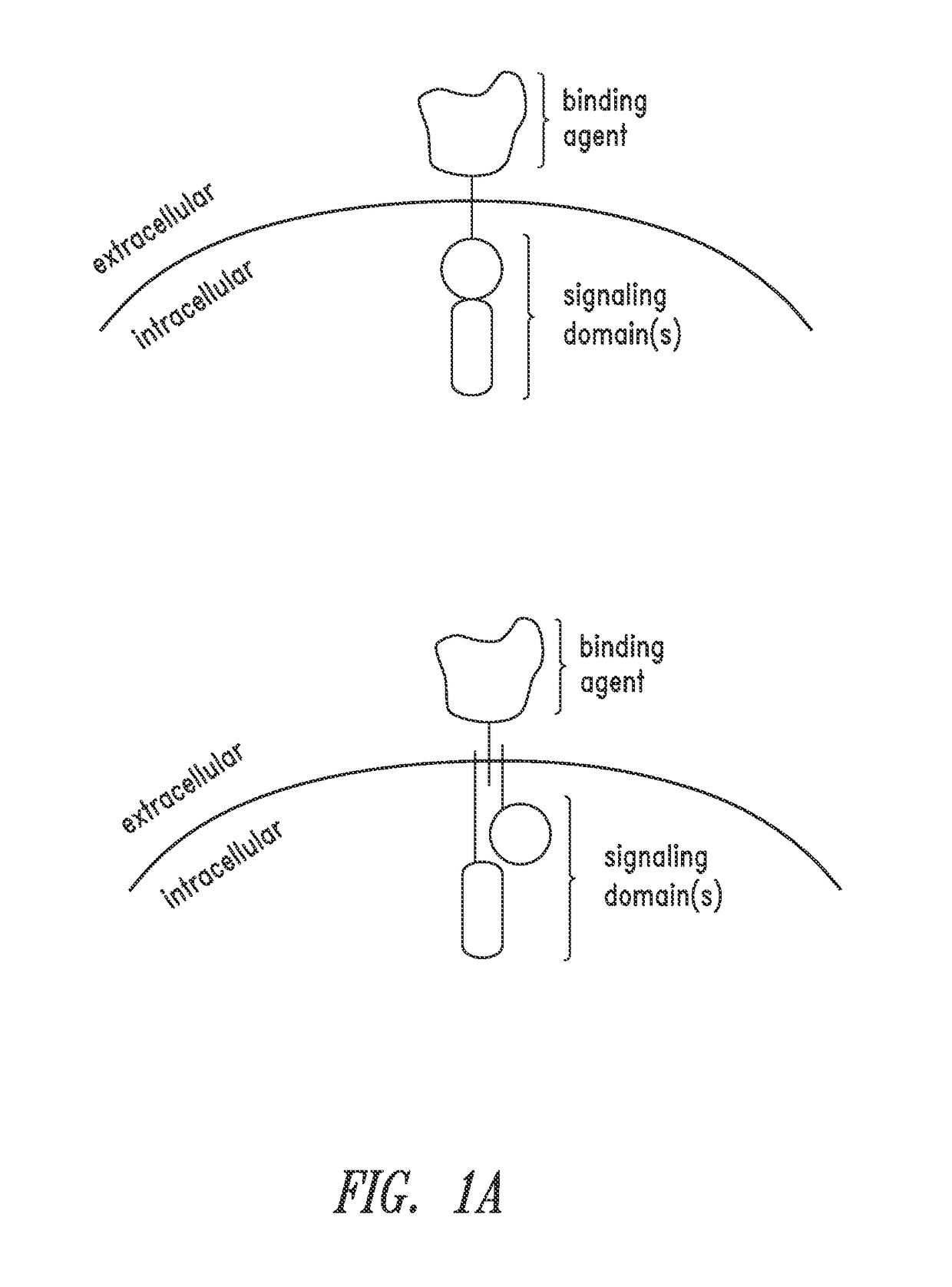 Multipartite signaling proteins and uses thereof