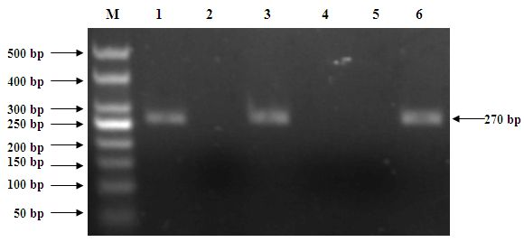 Molecule marking method for identifying cytoplasm fertility of cayenne pepper in seedling stage