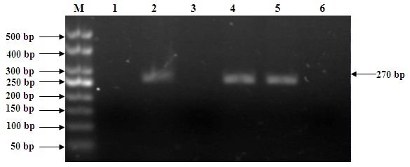 Molecule marking method for identifying cytoplasm fertility of cayenne pepper in seedling stage