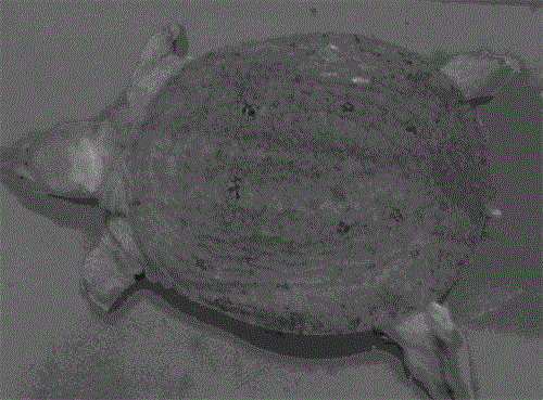 Chinese soft-shell turtle aeromonas phage and application thereof