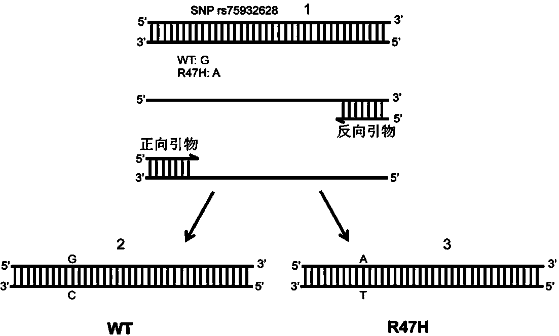 Probe, kit and method for detecting R47H mutation of TREM2 gene