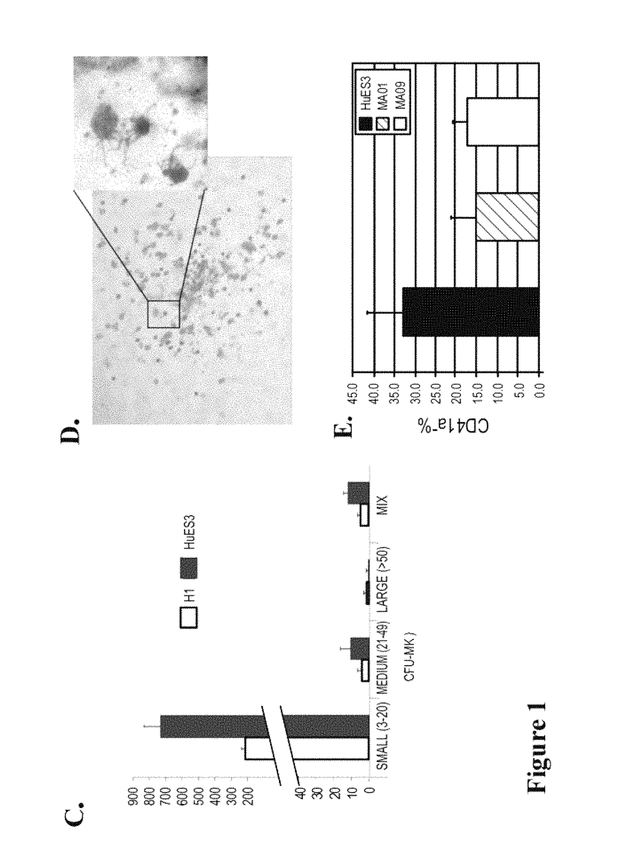 Large scale generation of functional megakaryocytes and platelets from human embryonic stem cells under stromal-free conditions