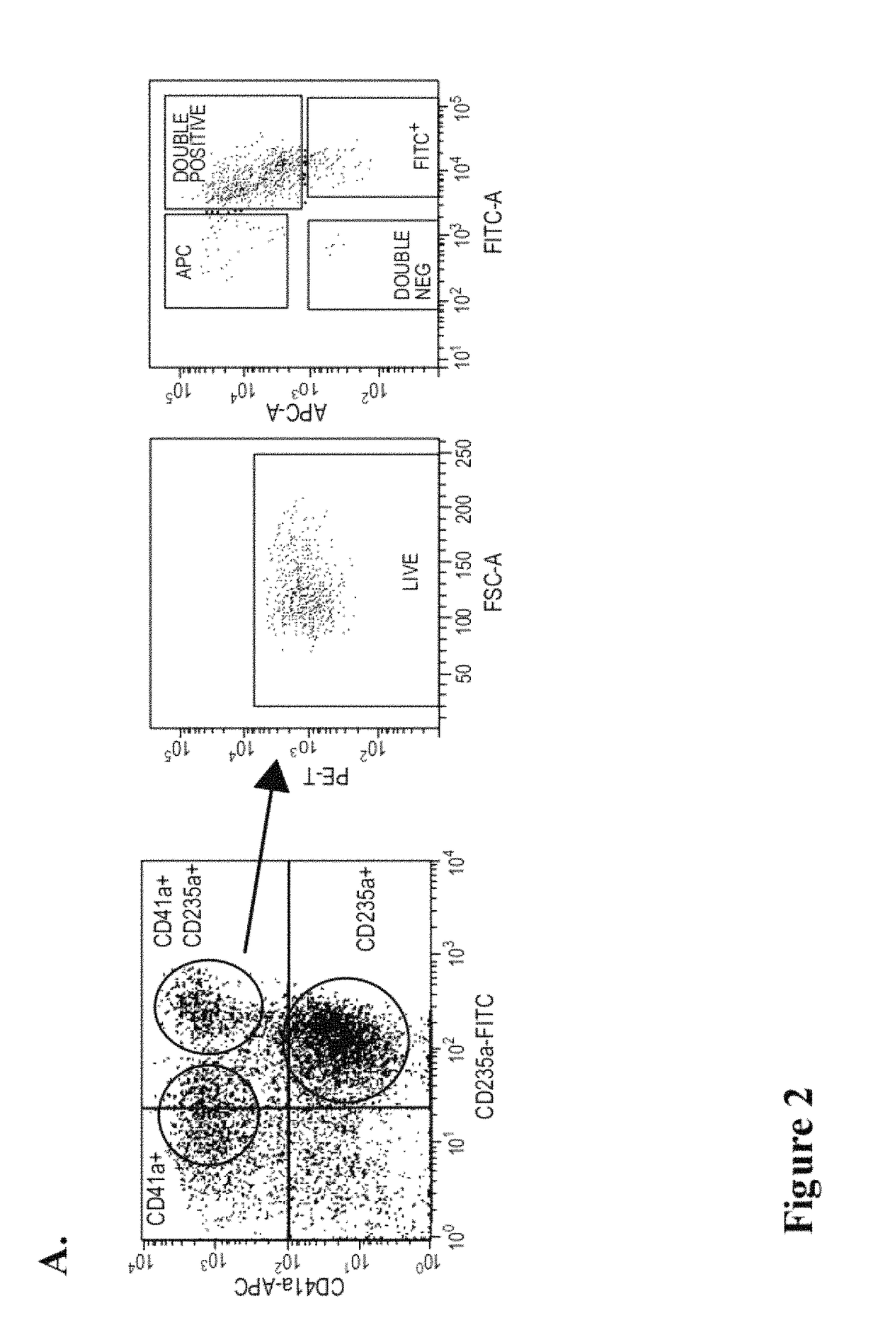 Large scale generation of functional megakaryocytes and platelets from human embryonic stem cells under stromal-free conditions