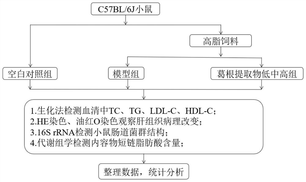 Application of radix puerariae extract in preparation of medicine or health care product for regulating intestinal flora and reducing blood fat