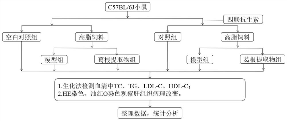 Application of radix puerariae extract in preparation of medicine or health care product for regulating intestinal flora and reducing blood fat