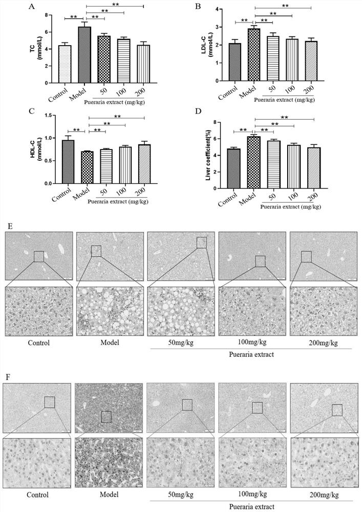 Application of radix puerariae extract in preparation of medicine or health care product for regulating intestinal flora and reducing blood fat