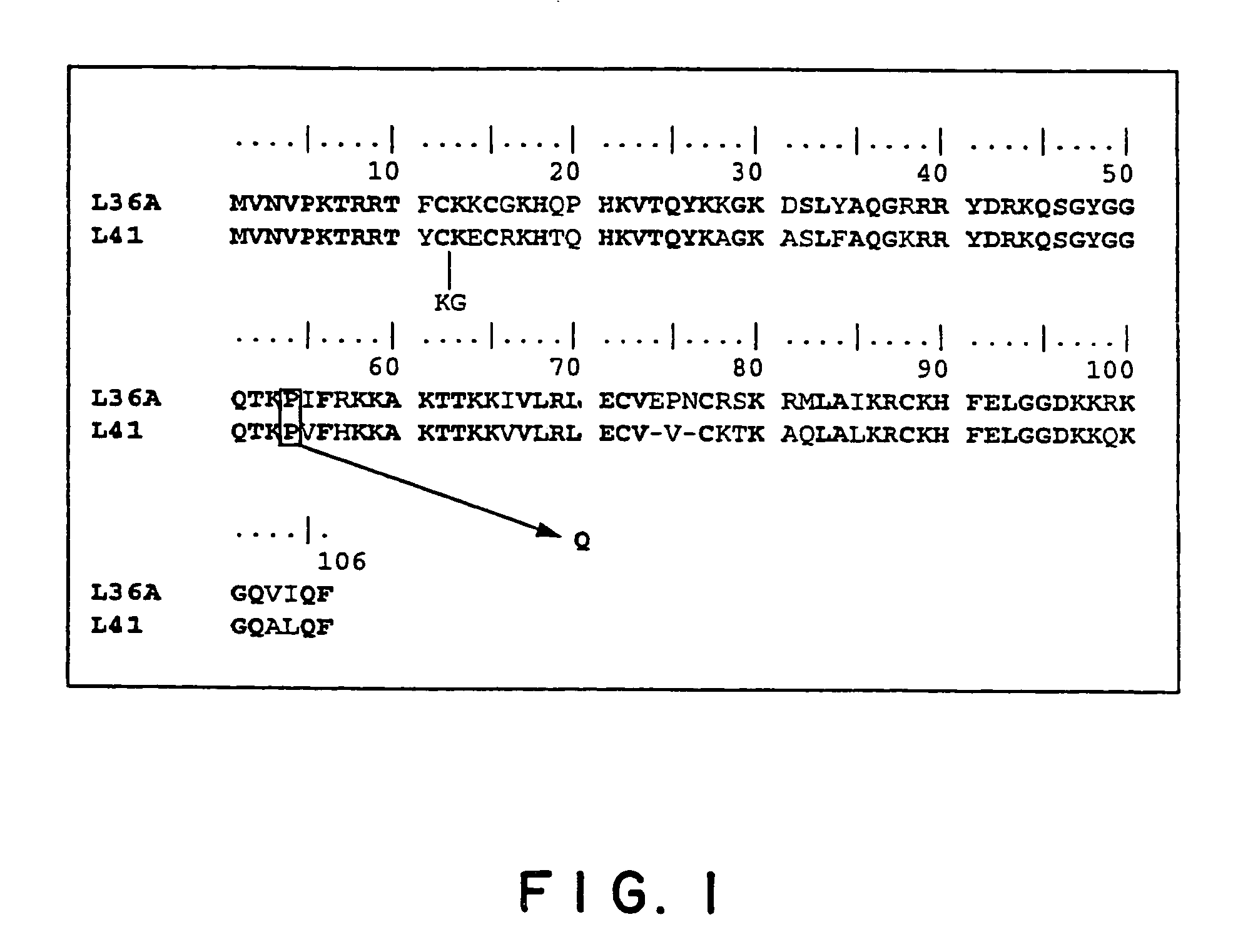 Vectors for animal cells and utilization thereof
